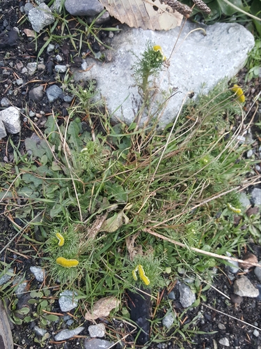 Matricaria discoidea (pineapple weed) (alternate view 2)
