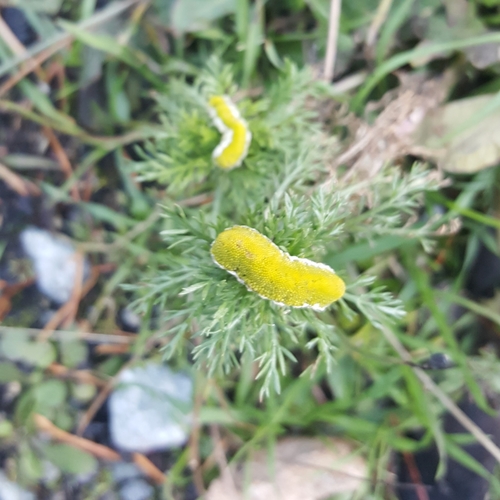 Matricaria discoidea (pineapple weed)