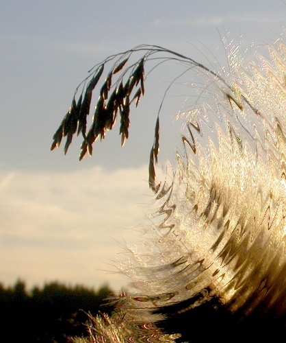 Lolium arundinaceum (tall fescue)
