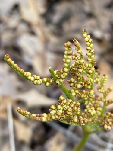 Sceptridium dissectum (Cutleaf Grapefern) (alternate view 5)