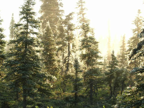 Picea mariana (black spruce) (alternate view 3)