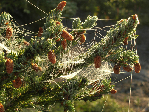 Picea mariana (black spruce) (alternate view 2)