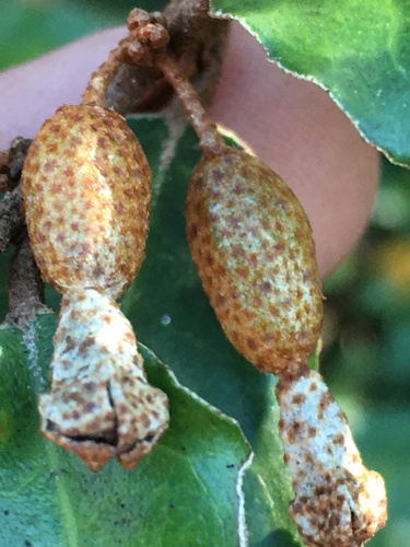Elaeagnus pungens (silverberry)