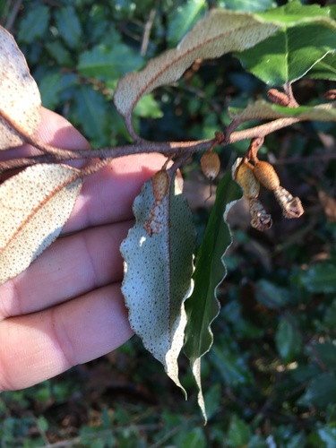 Elaeagnus pungens (silverberry) (alternate view 2)
