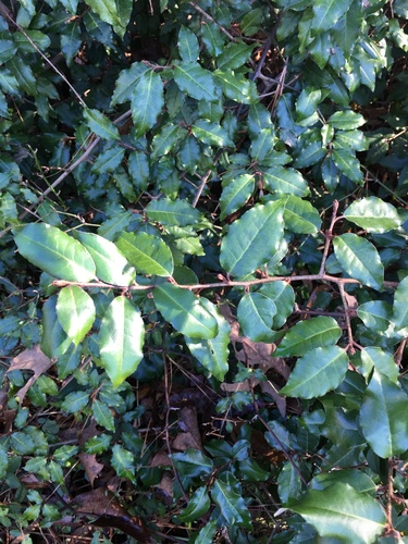 Elaeagnus pungens (silverberry) (alternate view 3)