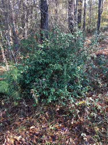 Elaeagnus pungens (silverberry) (alternate view 4)