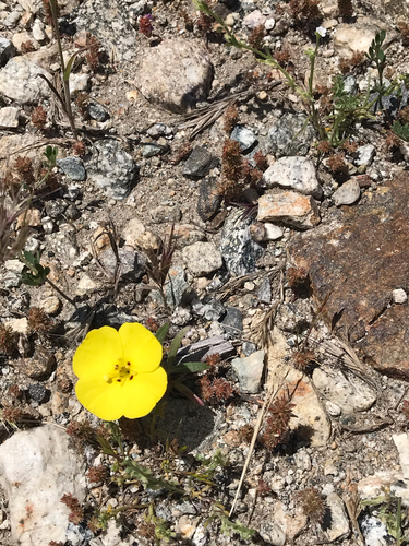 Camissoniopsis bistorta (California sun cup) (alternate view 2)
