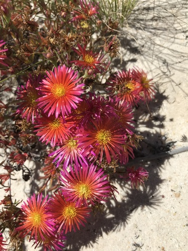 Lampranthus (dewplants) (alternate view 5)