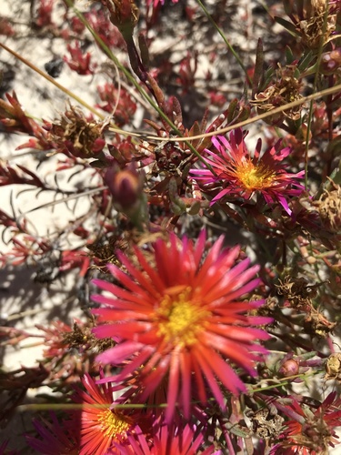 Lampranthus (dewplants) (alternate view 6)