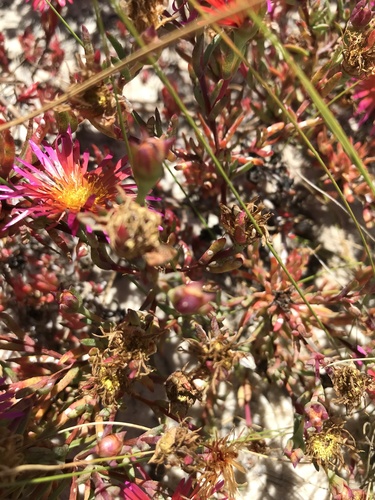 Lampranthus (dewplants) (alternate view 7)
