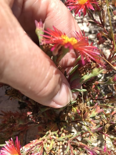 Lampranthus (dewplants) (alternate view 8)
