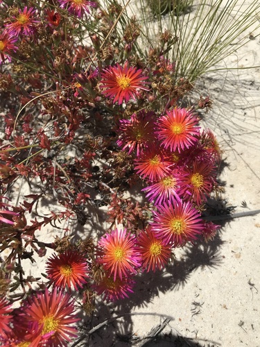 Lampranthus (dewplants) (alternate view 9)
