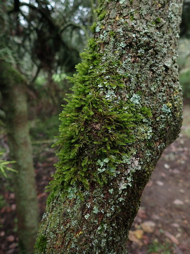 Cryphaea heteromalla (Lateral Cryphaea)