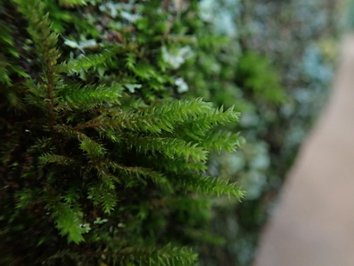 Cryphaea heteromalla (Lateral Cryphaea)