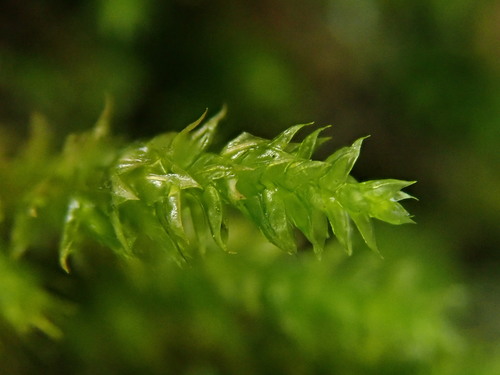 Cryphaea heteromalla (Lateral Cryphaea)