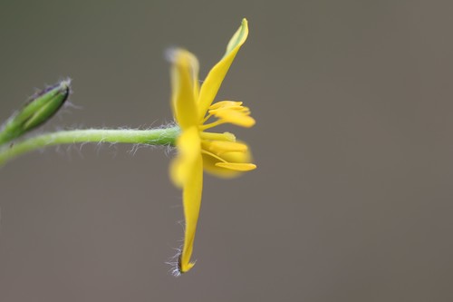 Hypoxis hygrometrica (Golden Weather-grass) (alternate view 3)
