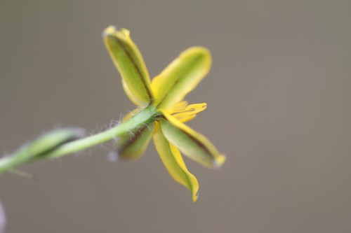 Hypoxis hygrometrica (Golden Weather-grass) (alternate view 5)
