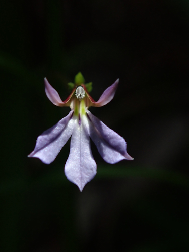 Lobelia anceps (angled lobelia) (alternate view 8)
