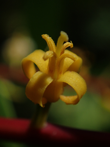 Persoonia levis (Broad-leaf Geebung)