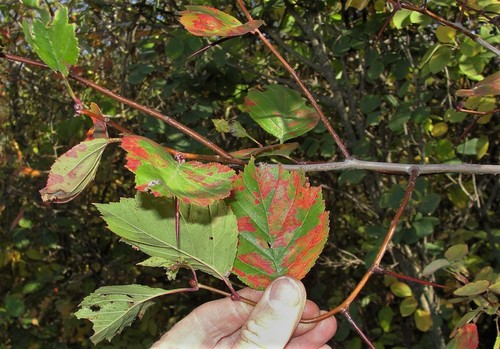 Crataegus (hawthorns) (alternate view 8)
