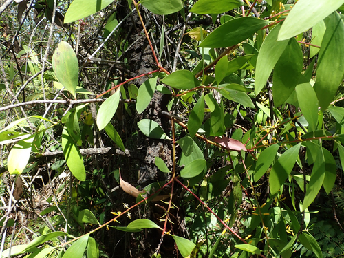 Persoonia levis (Broad-leaf Geebung) (alternate view 2)