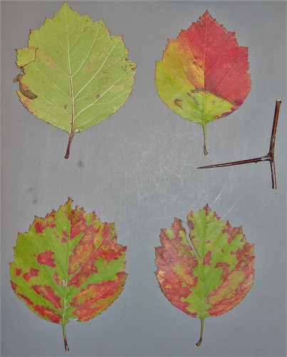 Crataegus (hawthorns) (alternate view 10)