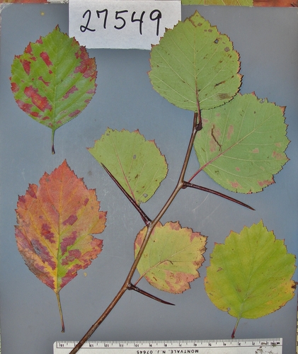 Crataegus (hawthorns) (alternate view 11)