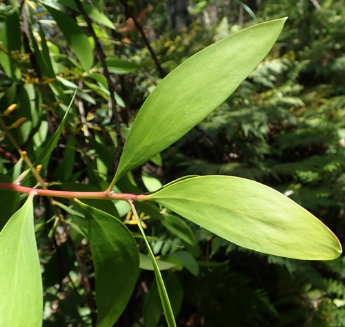 Persoonia levis (Broad-leaf Geebung) (alternate view 3)