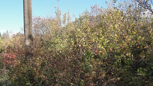 Crataegus (hawthorns) (alternate view 12)
