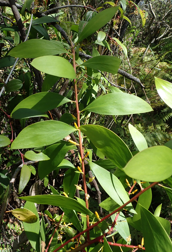 Persoonia levis (Broad-leaf Geebung) (alternate view 4)