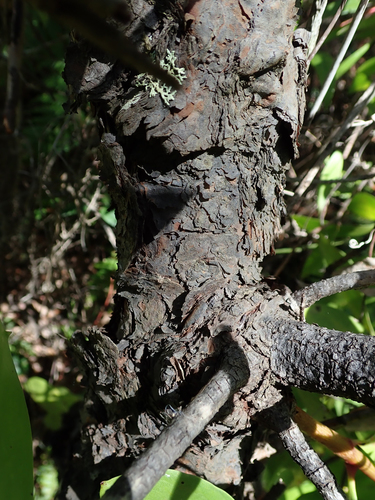 Persoonia levis (Broad-leaf Geebung) (alternate view 5)