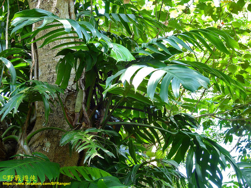 Epipremnum pinnatum (Dragon Tail Plant)