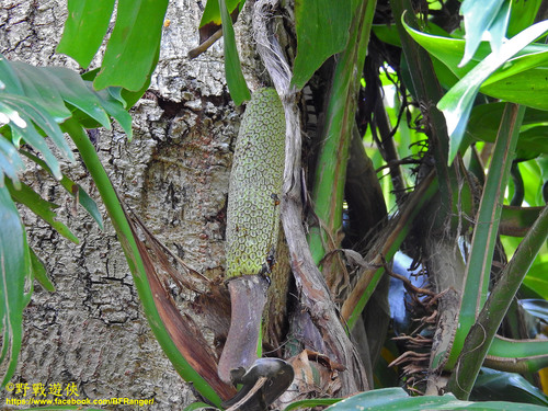 Epipremnum pinnatum (Dragon Tail Plant)