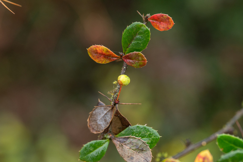 Berberis verruculosa (Warty barberry) (alternate view 4)