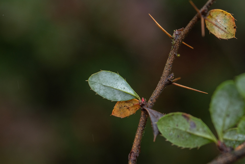 Berberis verruculosa (Warty barberry) (alternate view 5)