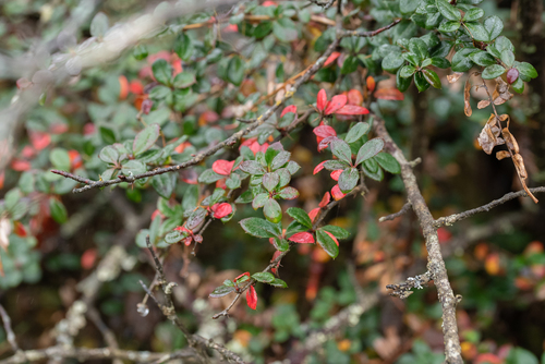 Berberis verruculosa (Warty barberry) (alternate view 6)