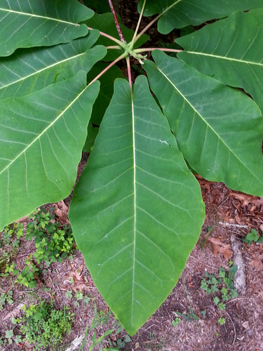 Magnolia fraseri (Fraser Magnolia) (alternate view 6)