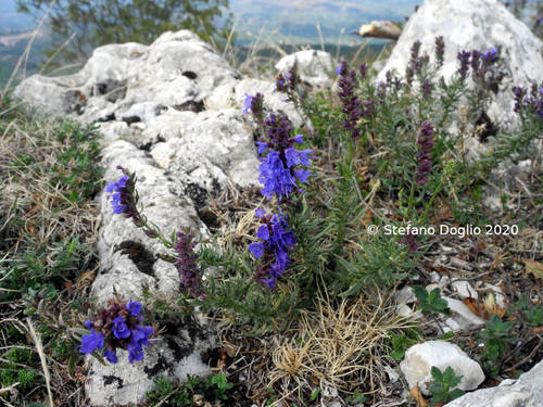 Hyssopus officinalis ssp. aristatus (Dwarf Hyssop) (alternate view 4)