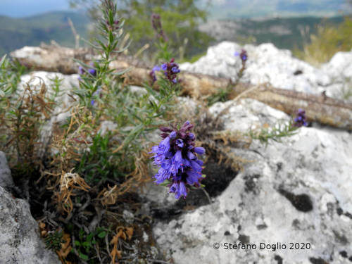 Hyssopus officinalis ssp. aristatus (Dwarf Hyssop) (alternate view 5)