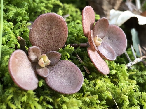 Sedum ternatum (woodland stonecrop) (alternate view 5)