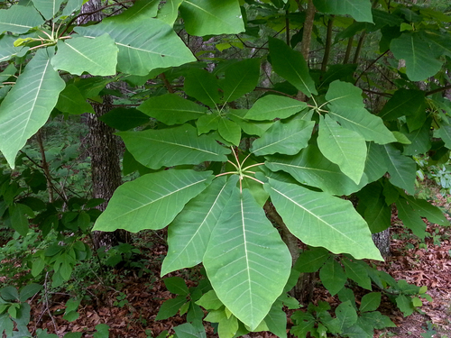 Magnolia fraseri (Fraser Magnolia) (alternate view 7)