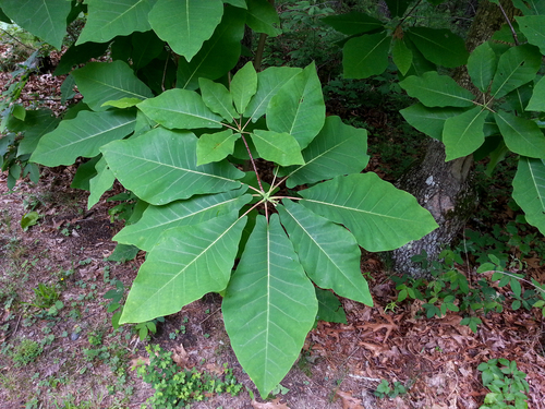 Magnolia fraseri (Fraser Magnolia) (alternate view 8)