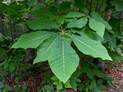 Magnolia fraseri (Fraser Magnolia) (alternate view 9)