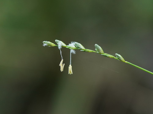 Tetrarrhena juncea (Forest Wire-grass)