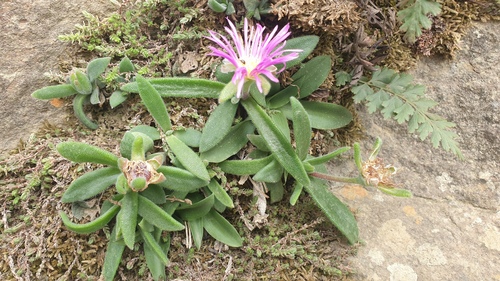 Delosperma sutherlandii (Sutherland's Ice Plant)