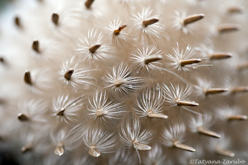 Cirsium vulgare (bull thistle)