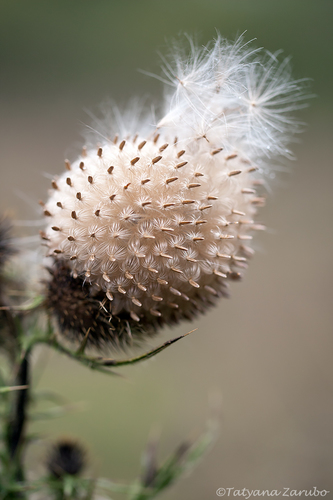 Cirsium vulgare (bull thistle) (alternate view 2)