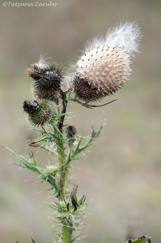 Cirsium vulgare (bull thistle) (alternate view 3)