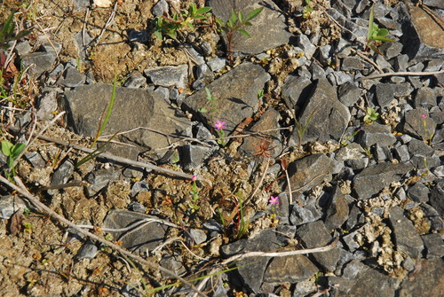 Centaurium pulchellum (Lesser Centaury) (alternate view 2)