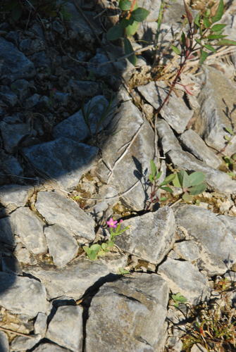 Centaurium pulchellum (Lesser Centaury) (alternate view 3)